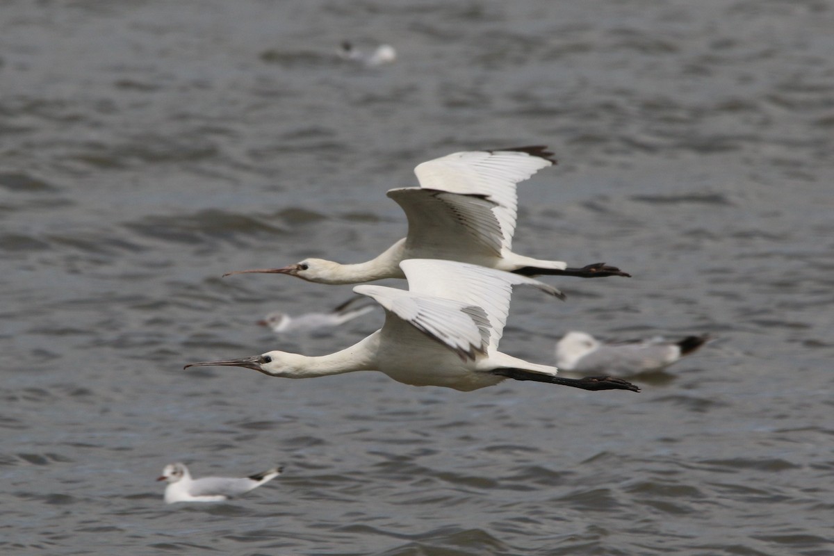 Eurasian Spoonbill - ML601497171