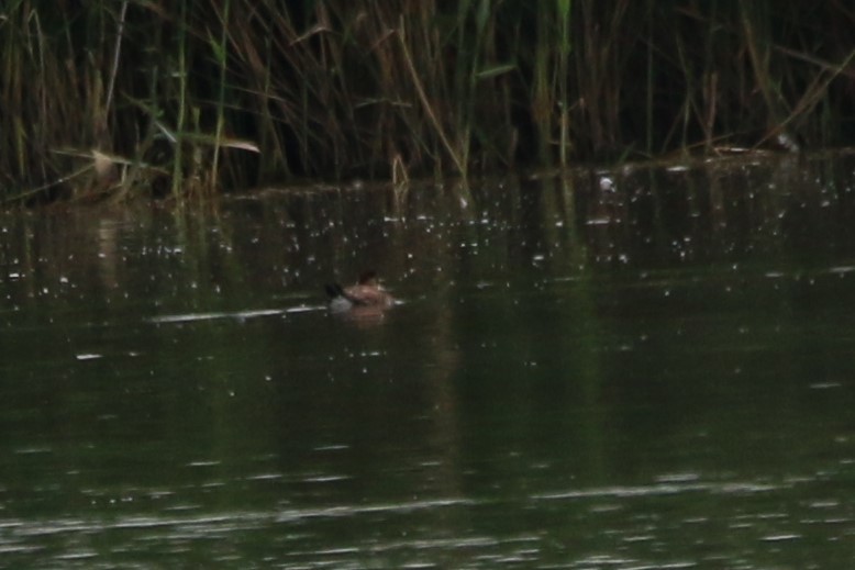 Ruddy Duck - ML601497391