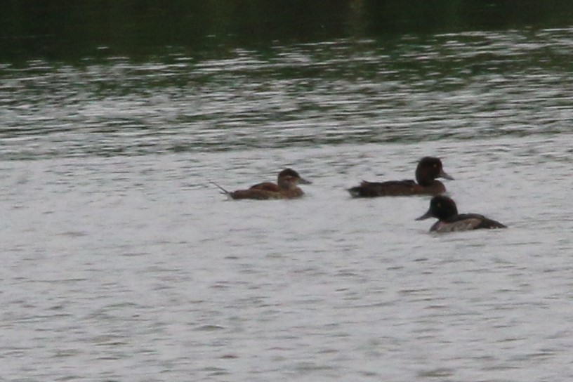 Ruddy Duck - ML601497401