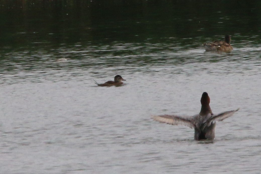 Ruddy Duck - ML601497411