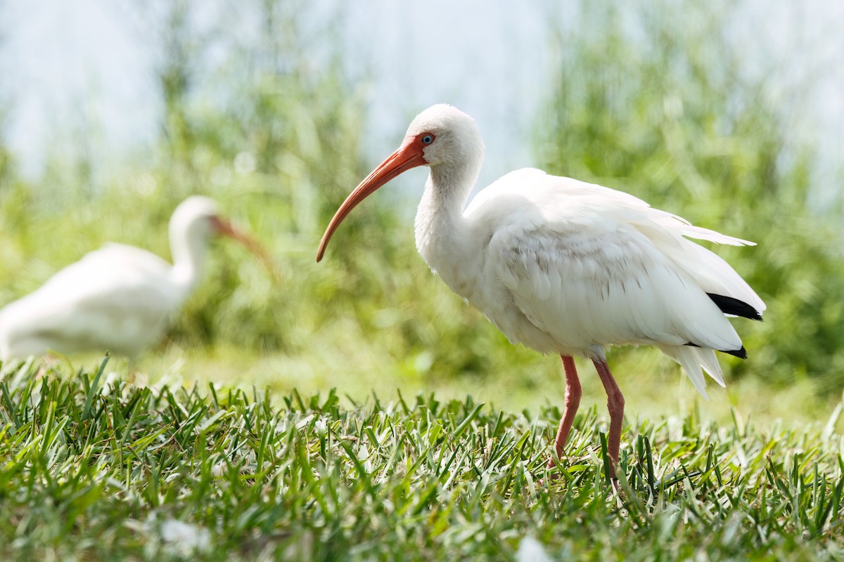 White Ibis - ML601500101