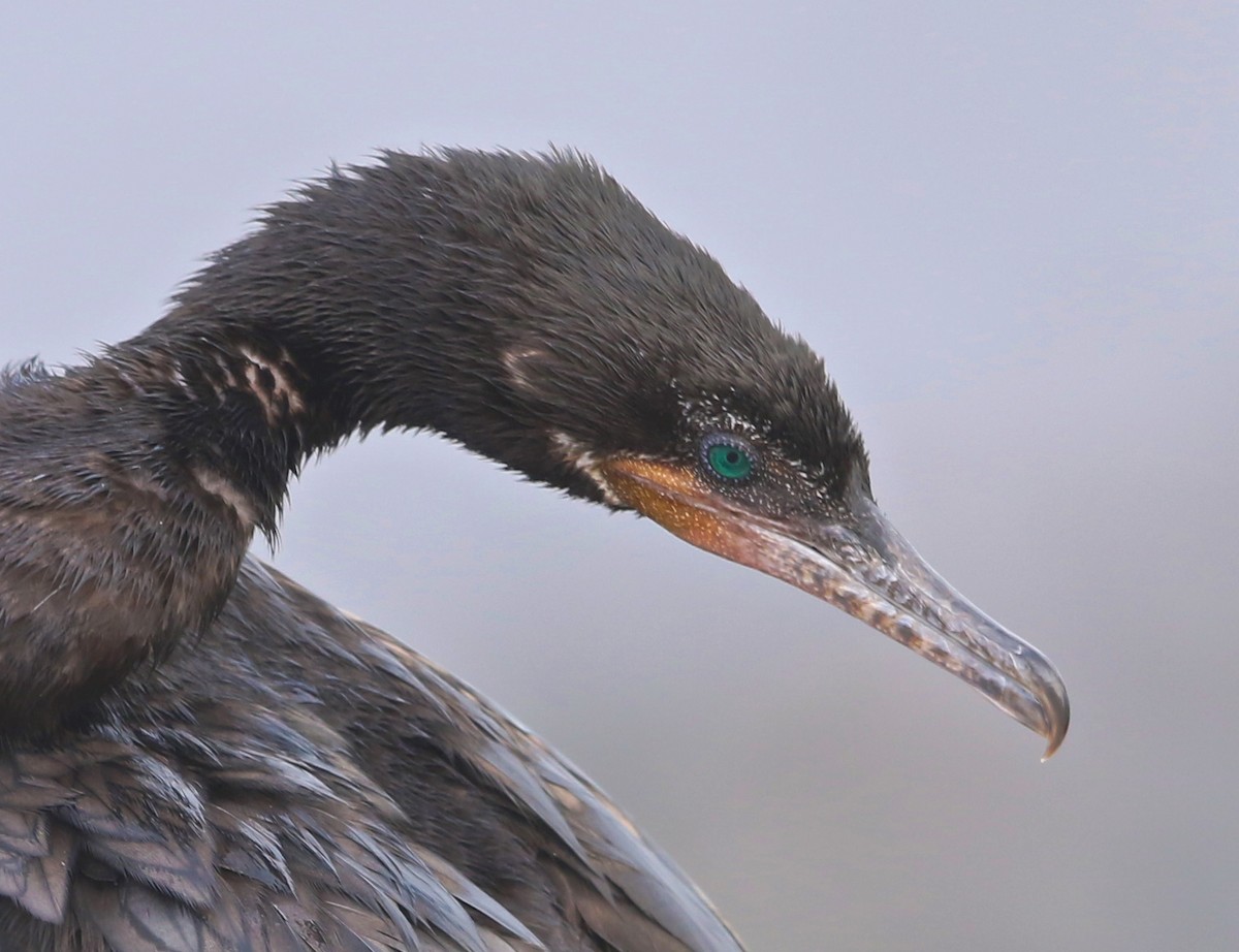 Neotropic Cormorant - ML60150161