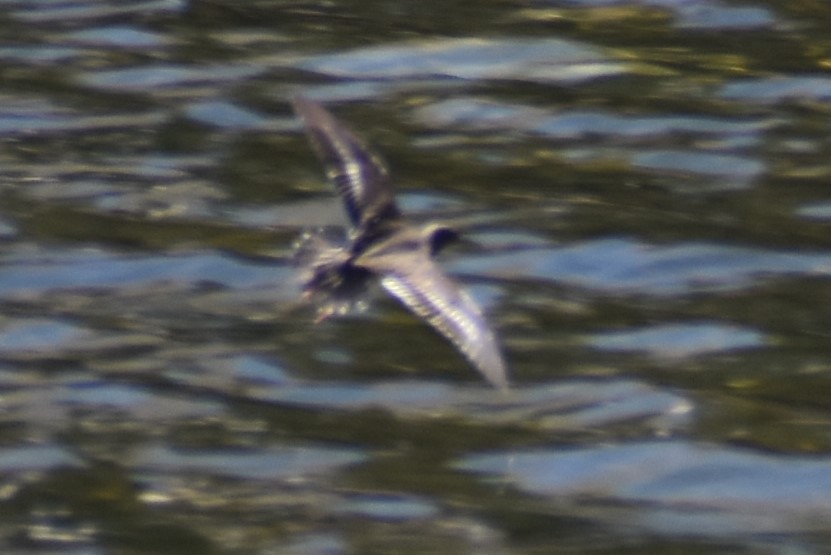 Black-bellied Plover - ML601502131