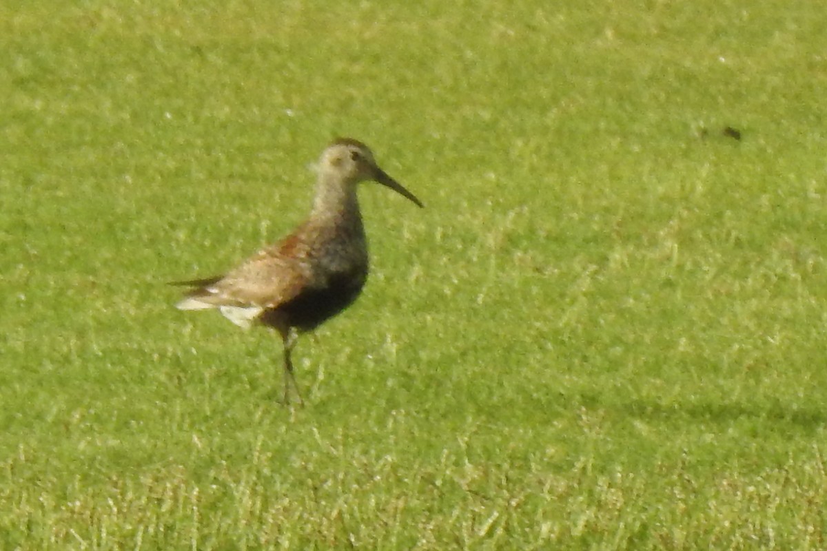 Dunlin (alpina/centralis) - Eric Mozas Casamayor