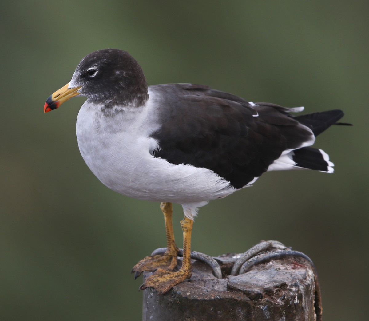 Belcher's Gull - ML60150351