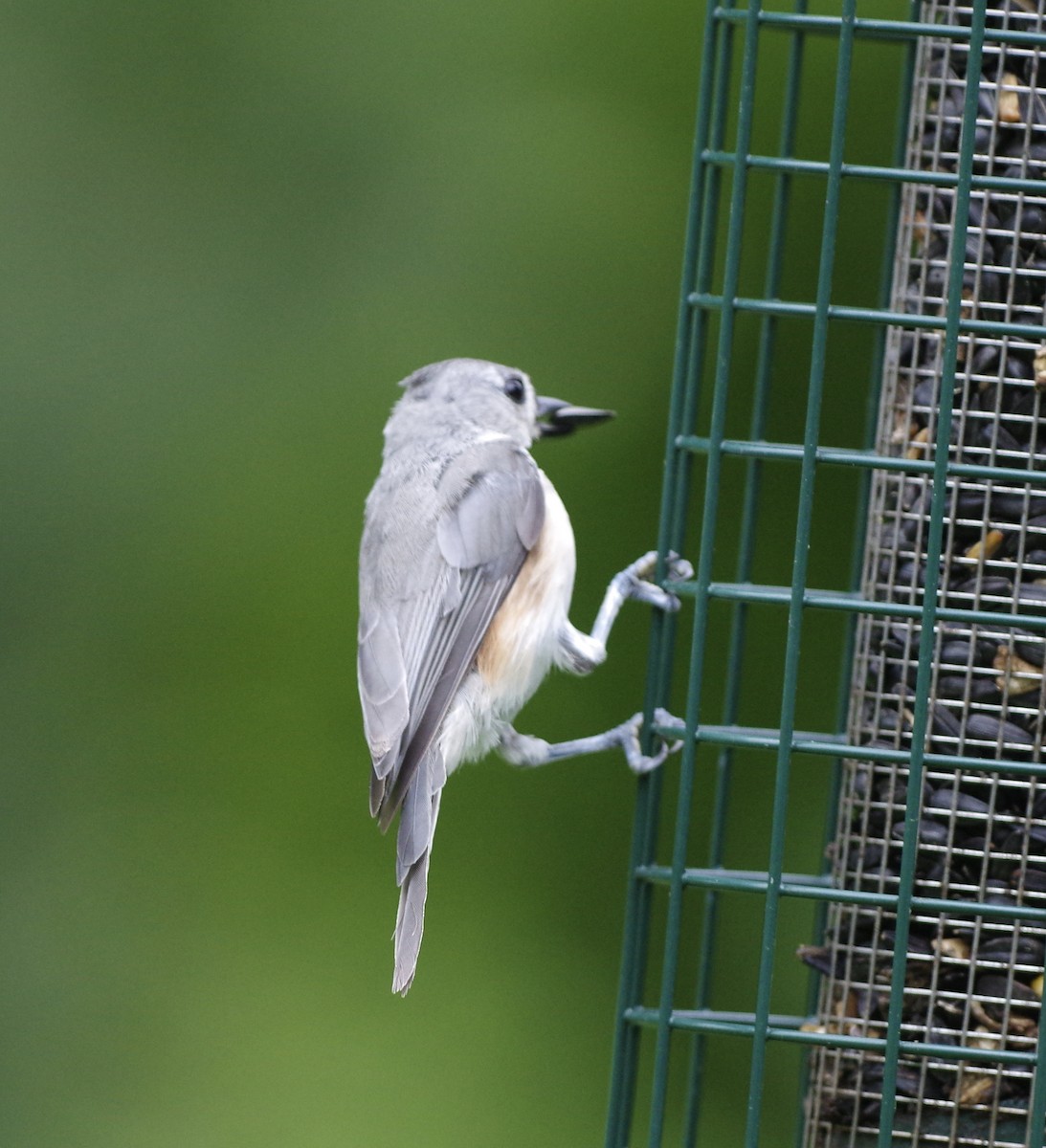 Tufted Titmouse - ML601503721