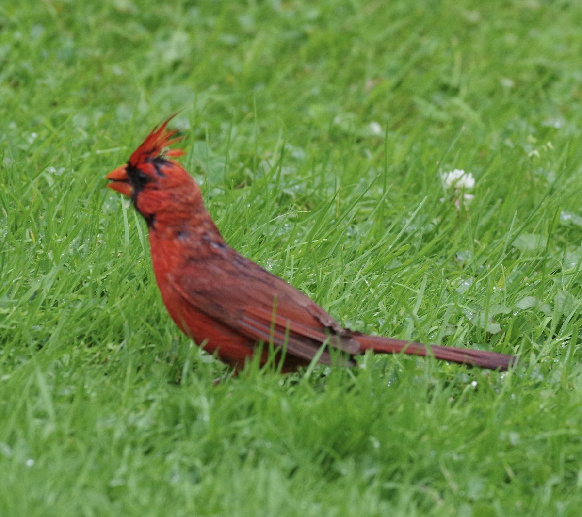 Northern Cardinal - Bill Purcell