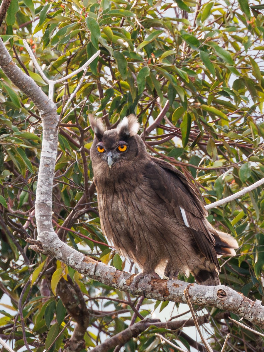Dusky Eagle-Owl - Ng SH
