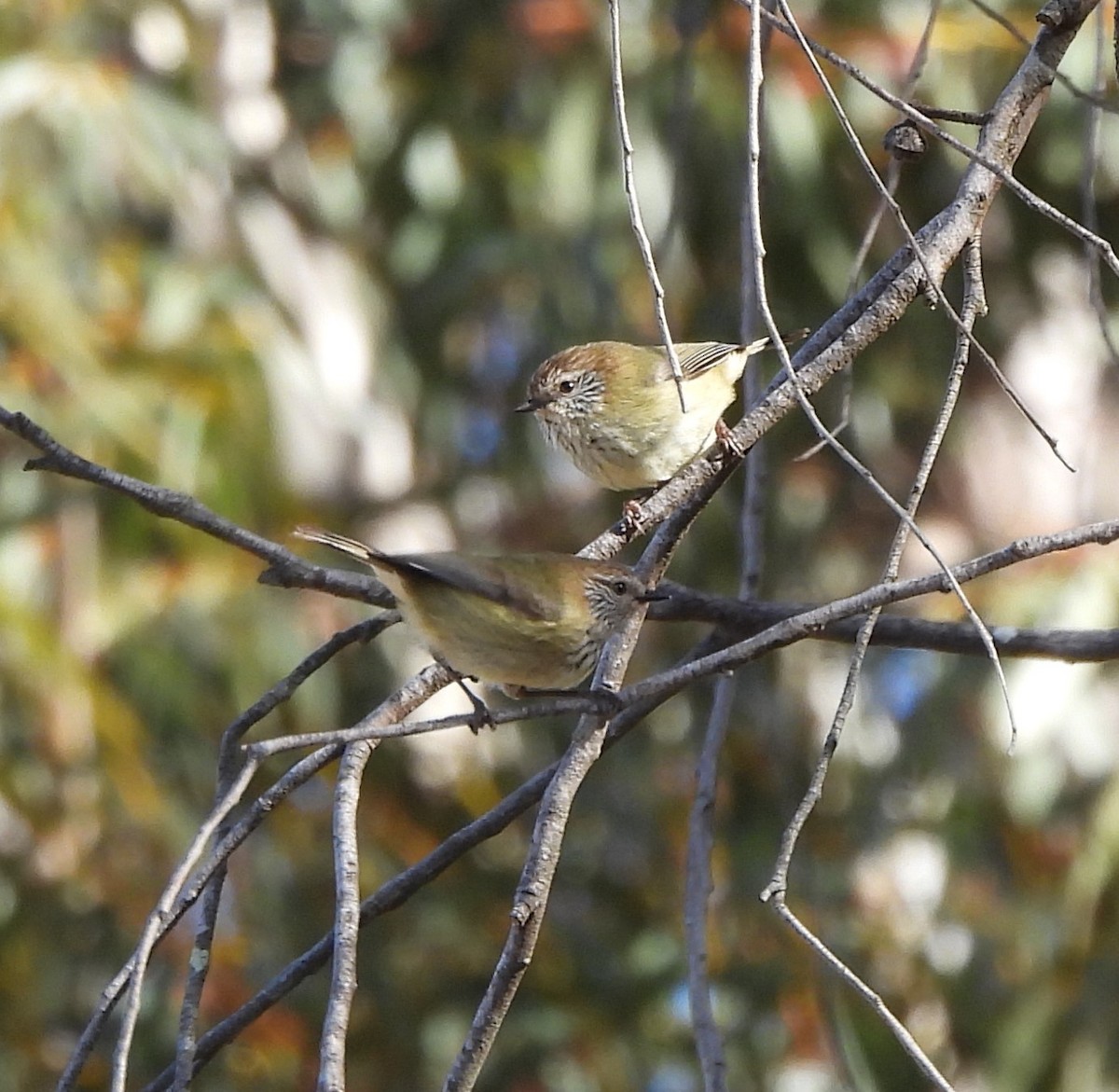 Striated Thornbill - ML601504681