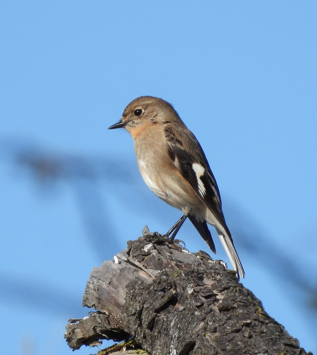 Flame Robin - ML601504701