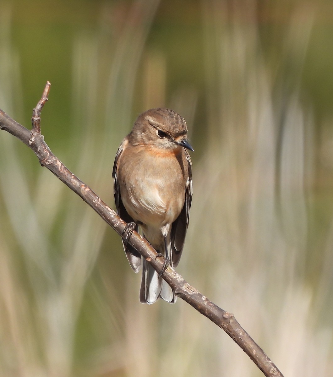 Flame Robin - ML601504711