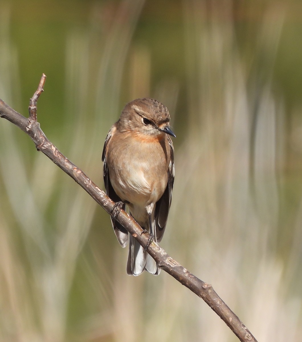 Miro embrasé - ML601504711