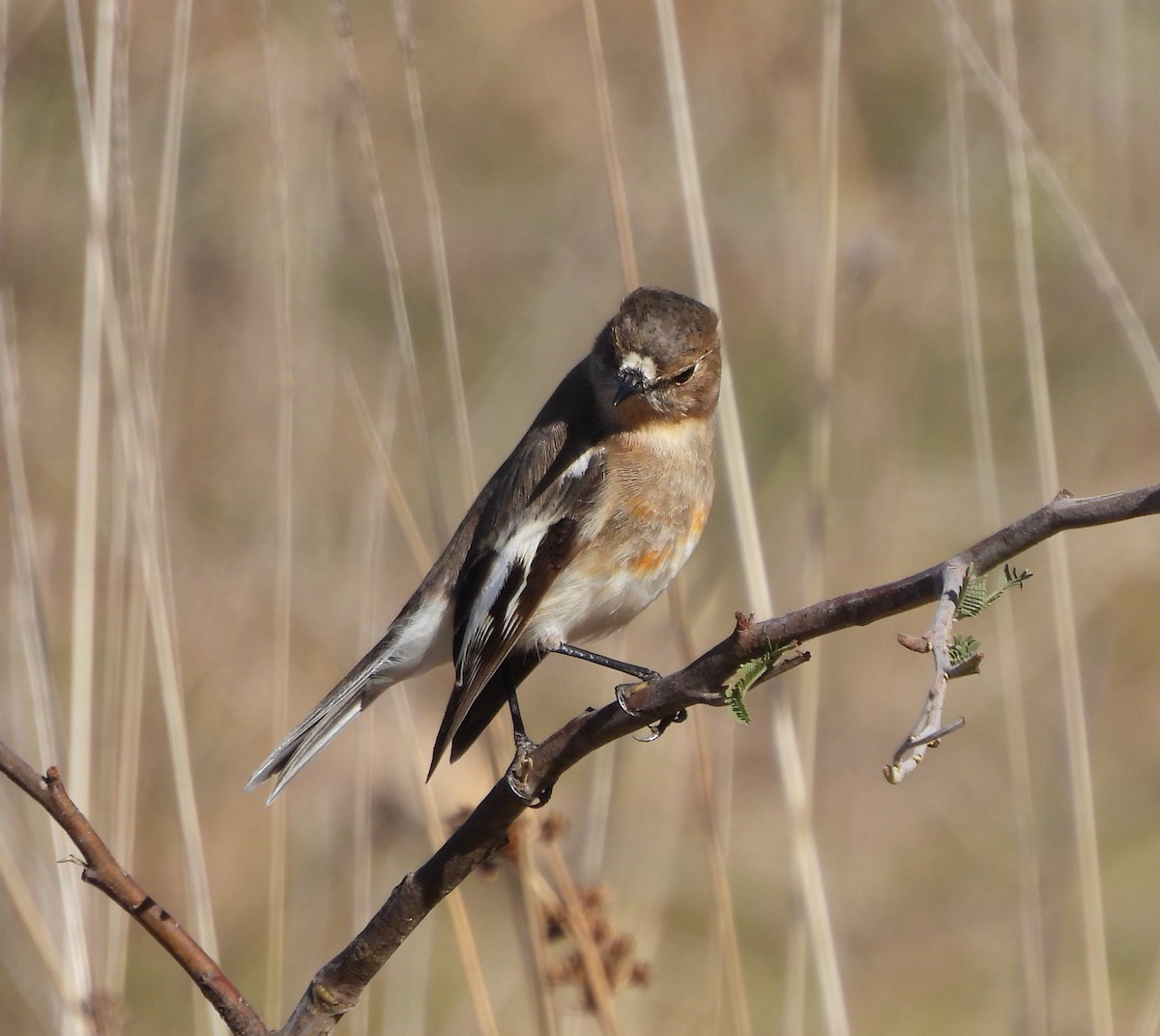 Flame Robin - ML601504721