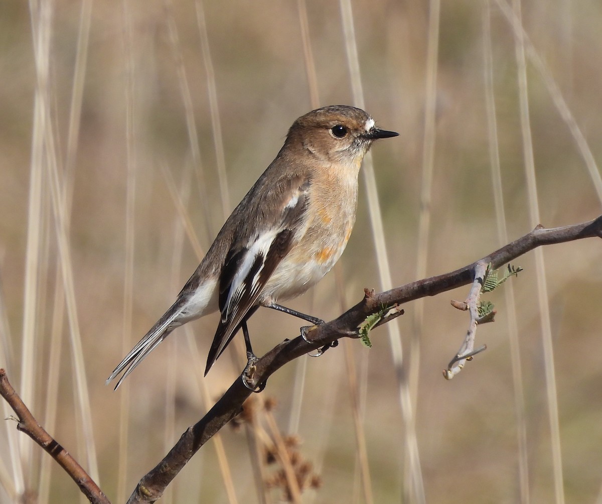 Flame Robin - ML601504731