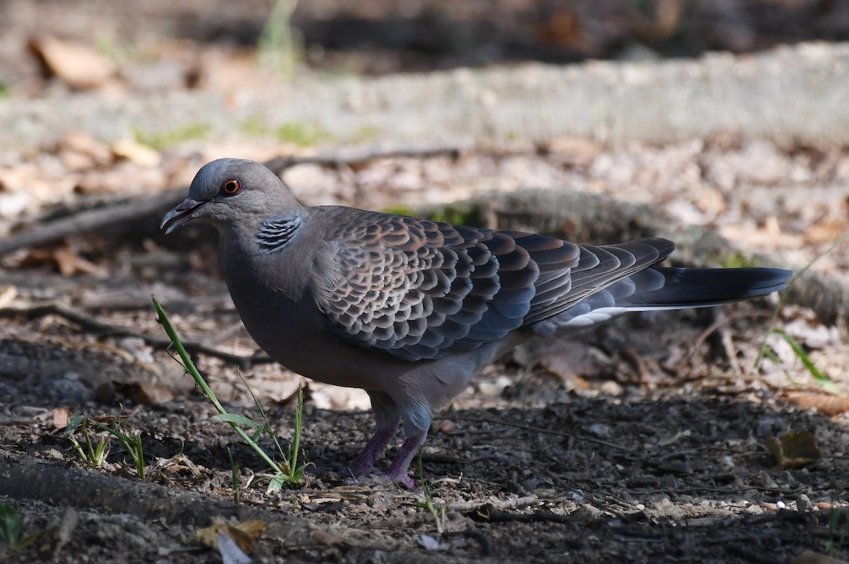 Oriental Turtle-Dove - Jinseong Lee