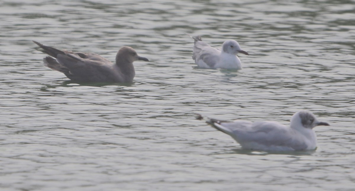 Gray Gull - ML60150521