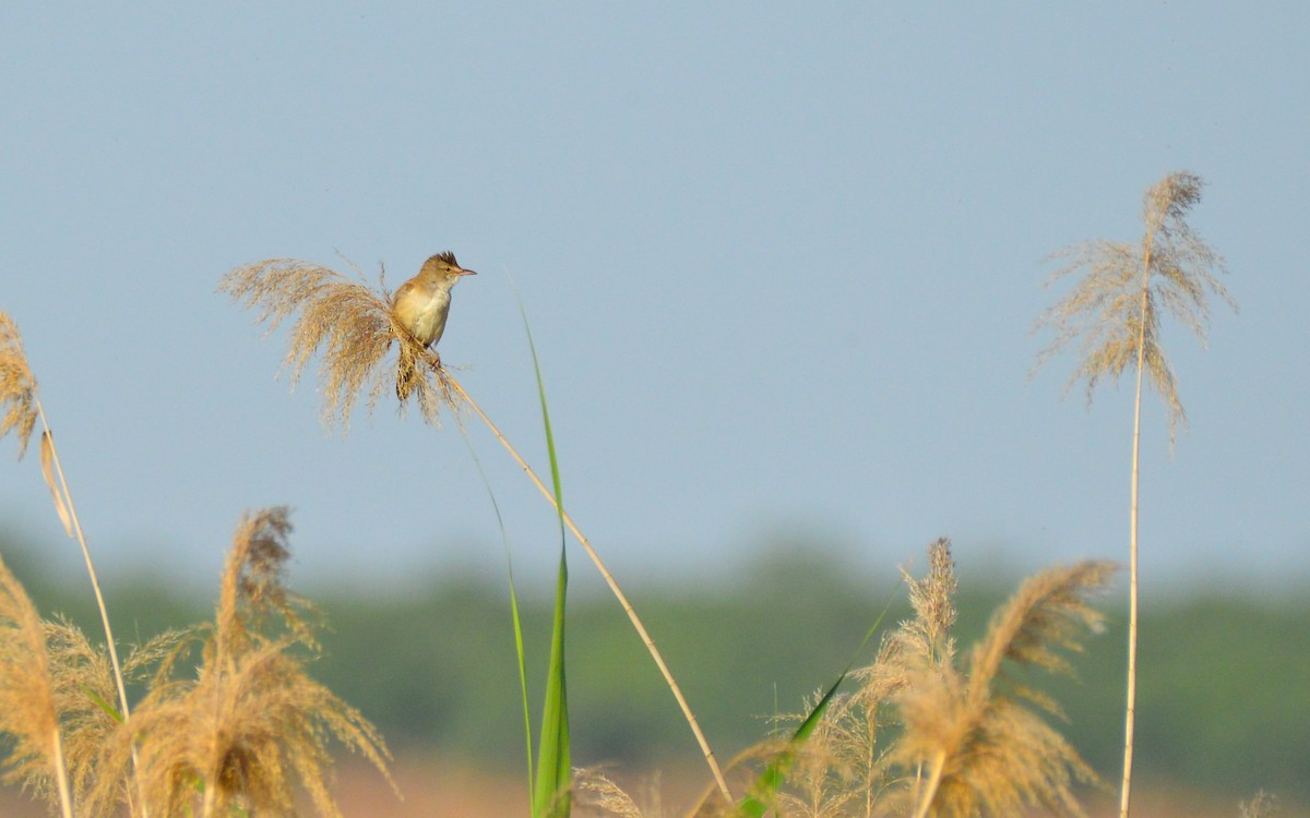 Great Reed Warbler - ML601505561