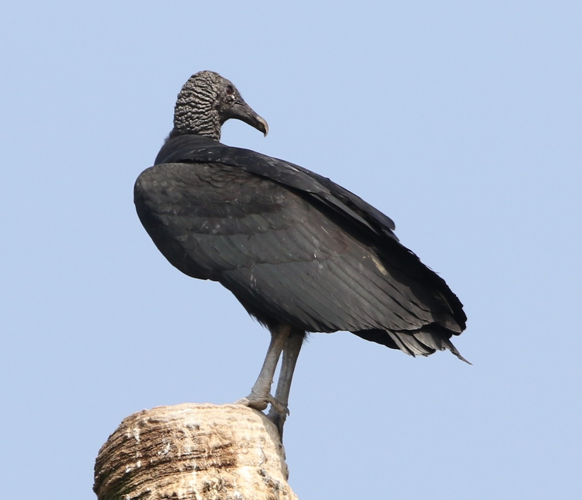 Black Vulture - Jeff Tingle