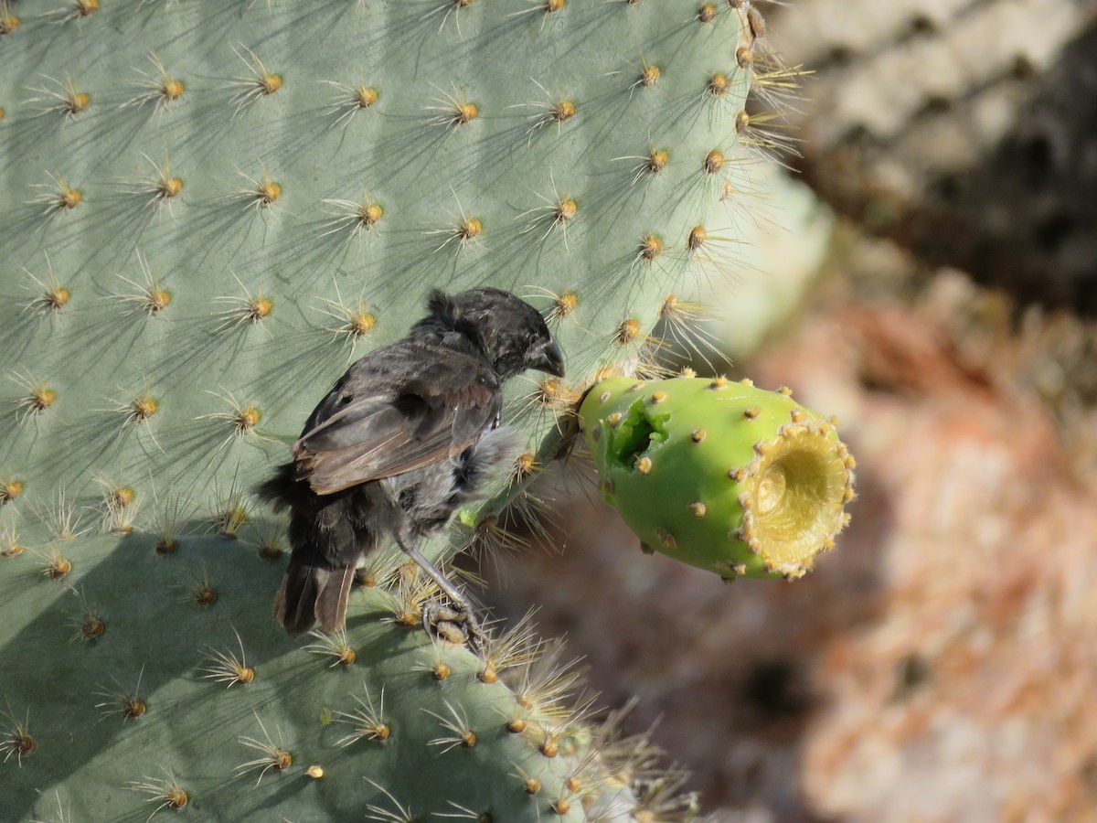 Pinzón de Darwin de Los Cactus - ML601506521