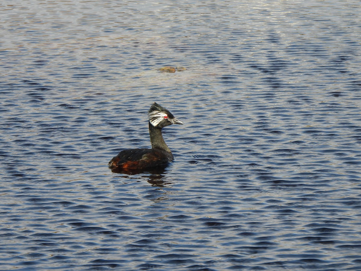 White-tufted Grebe - Ryan Irvine