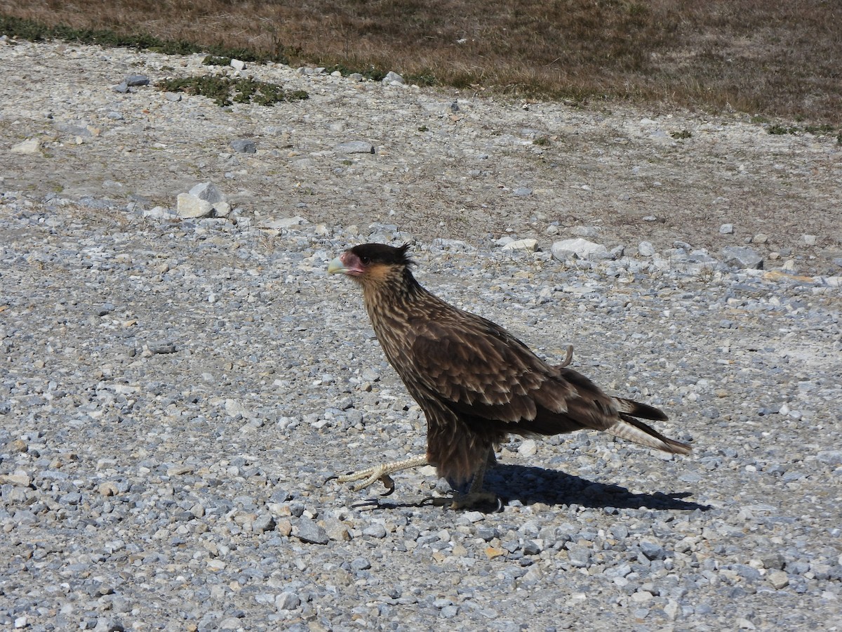 Crested Caracara - ML601506691