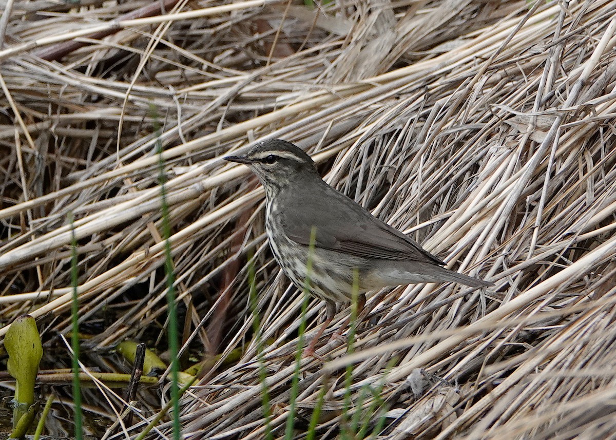 Northern Waterthrush - ML601507941