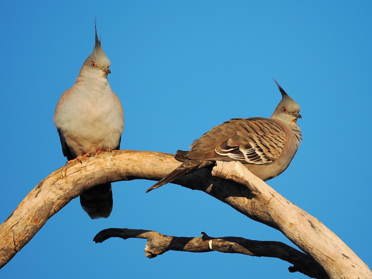 Crested Pigeon - ML601507951