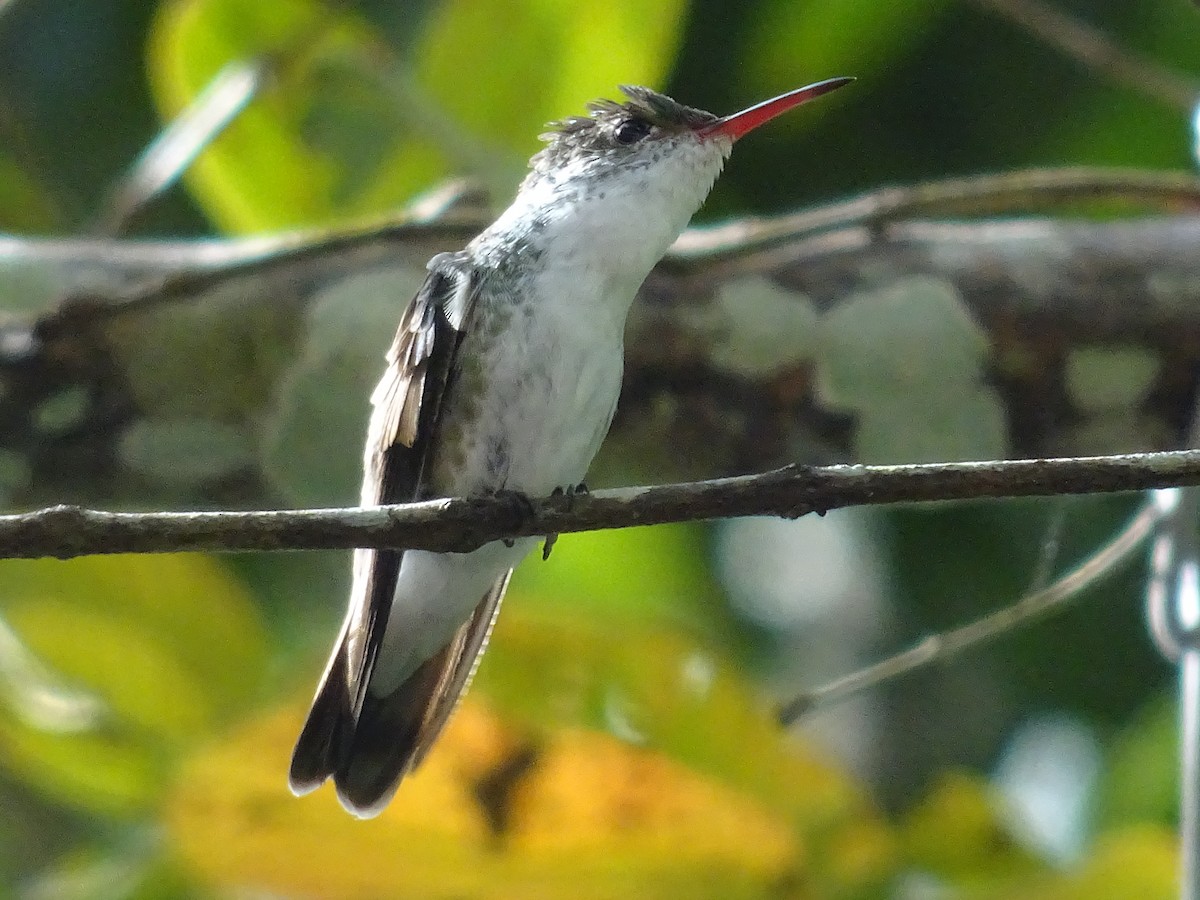 White-bellied Emerald - ML601508131