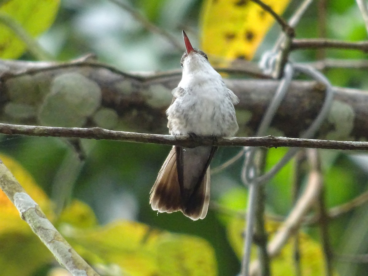 White-bellied Emerald - ML601508311