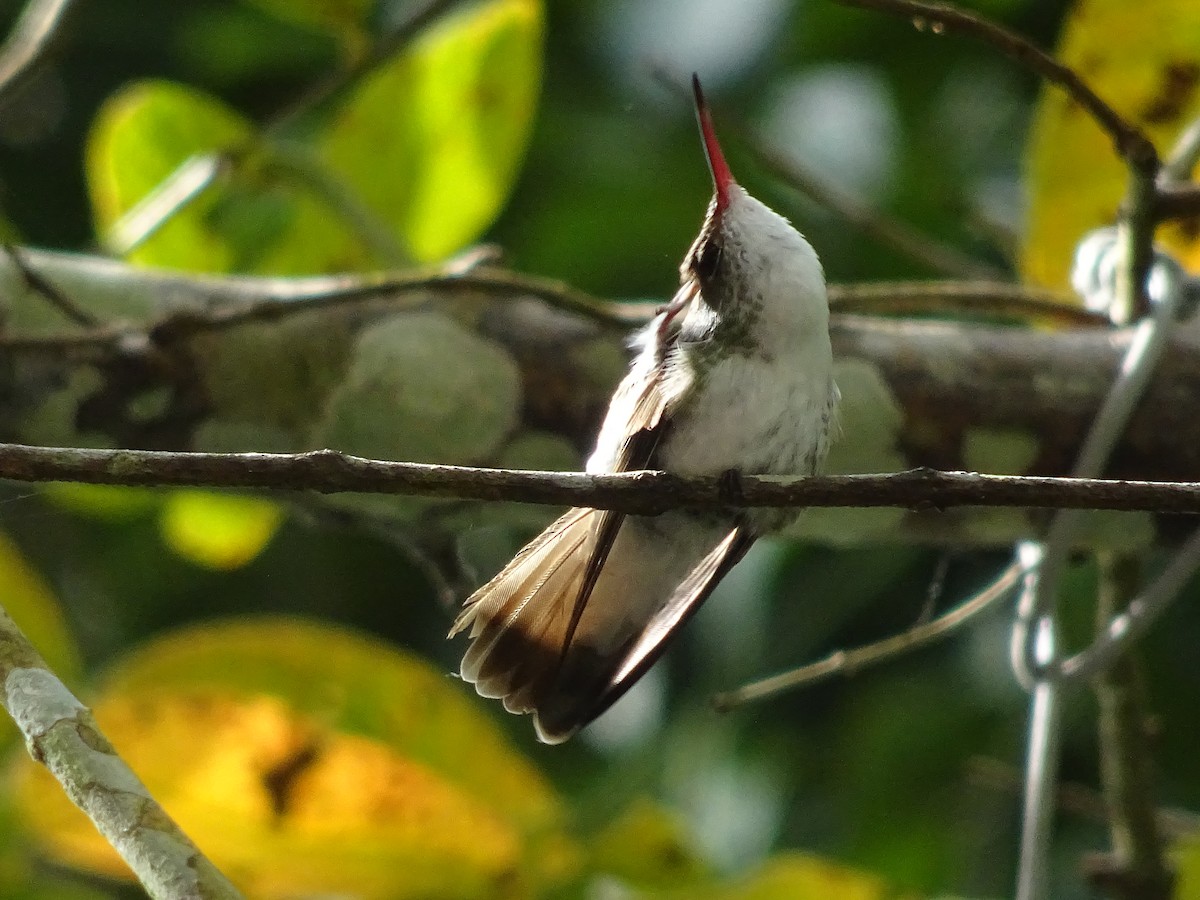 White-bellied Emerald - ML601508321