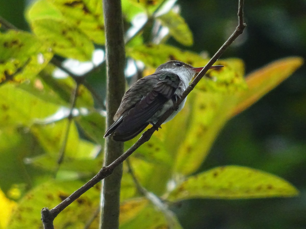 White-bellied Emerald - ML601508331