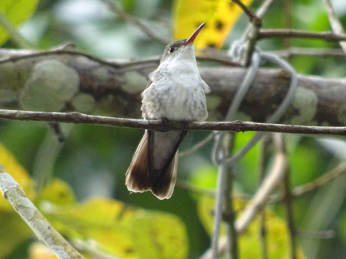 White-bellied Emerald - ML601508341