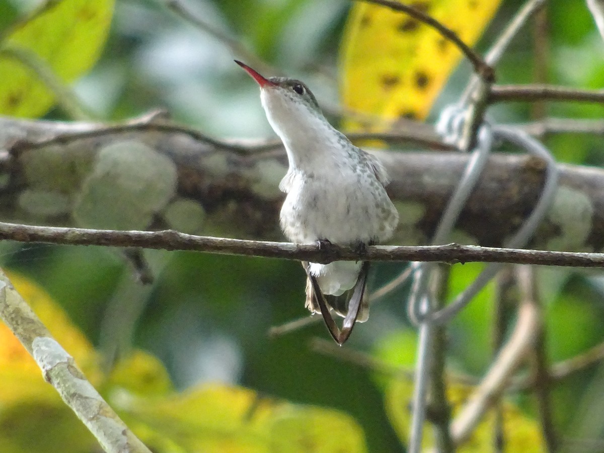 White-bellied Emerald - ML601508351