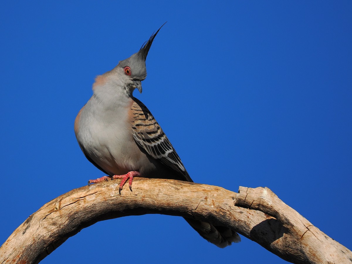 Crested Pigeon - ML601509131