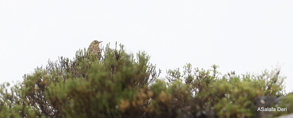 Mountain Pipit - ML601511581