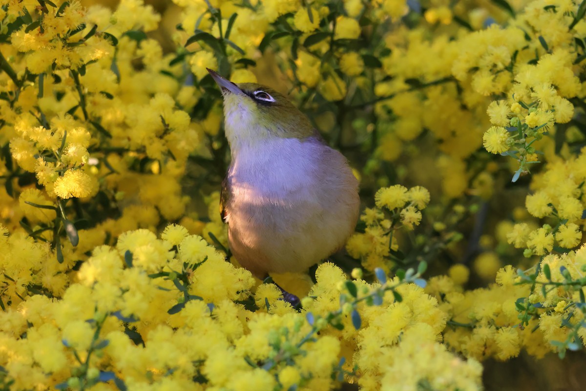 Silvereye - ML601512671