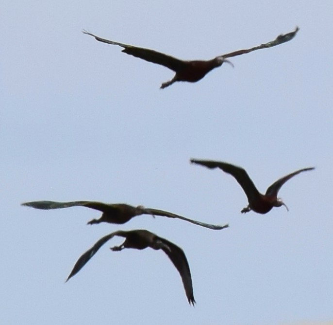 ibis americký - ML601513441