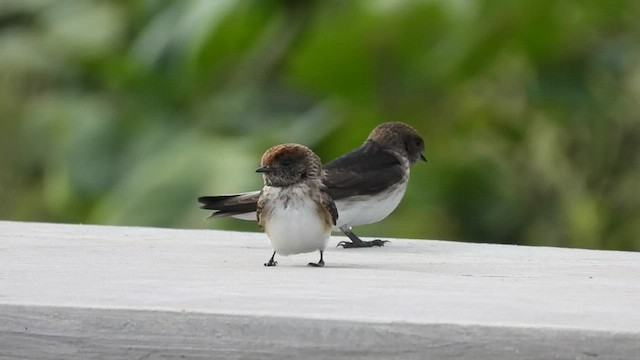 Streak-throated Swallow - ML601514261