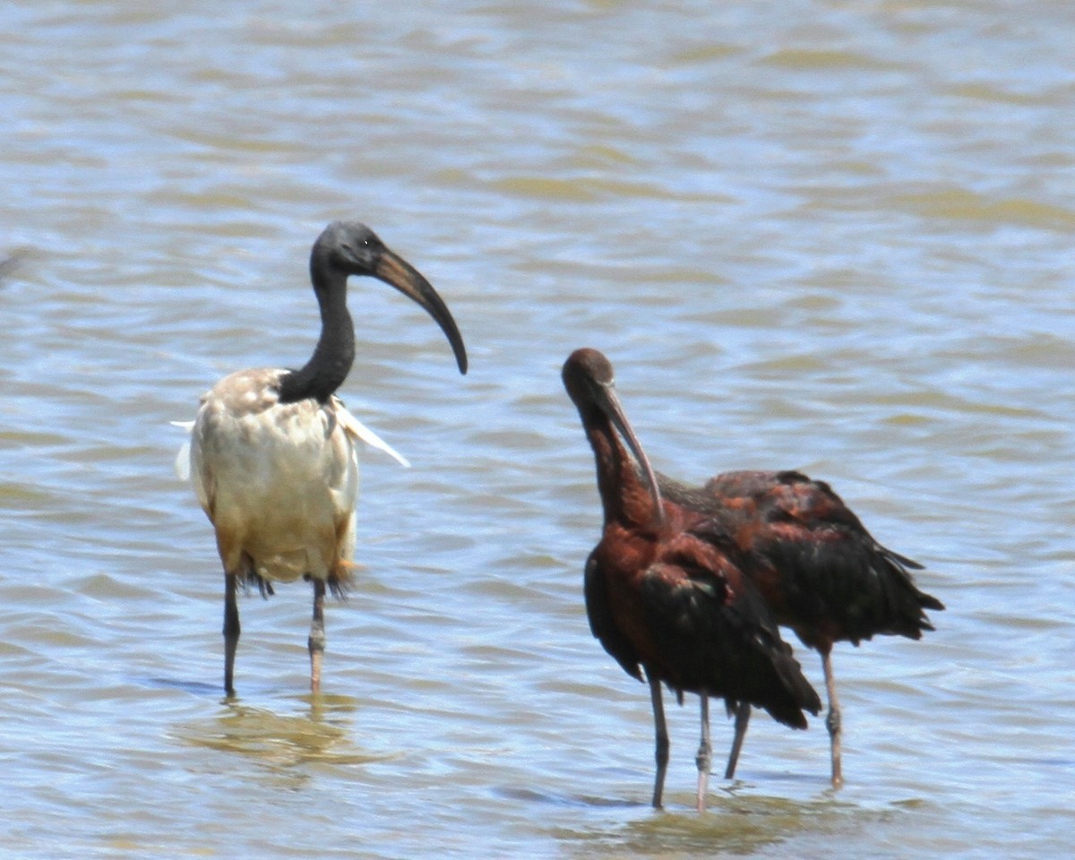 ibis posvátný - ML601514581