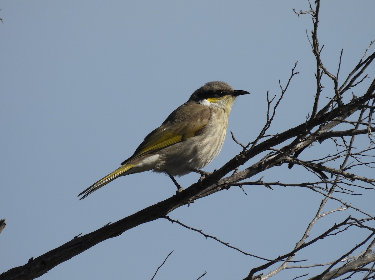 Singing Honeyeater - Praveen Bennur