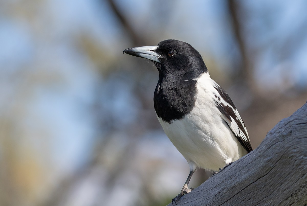 Pied Butcherbird - ML601516661
