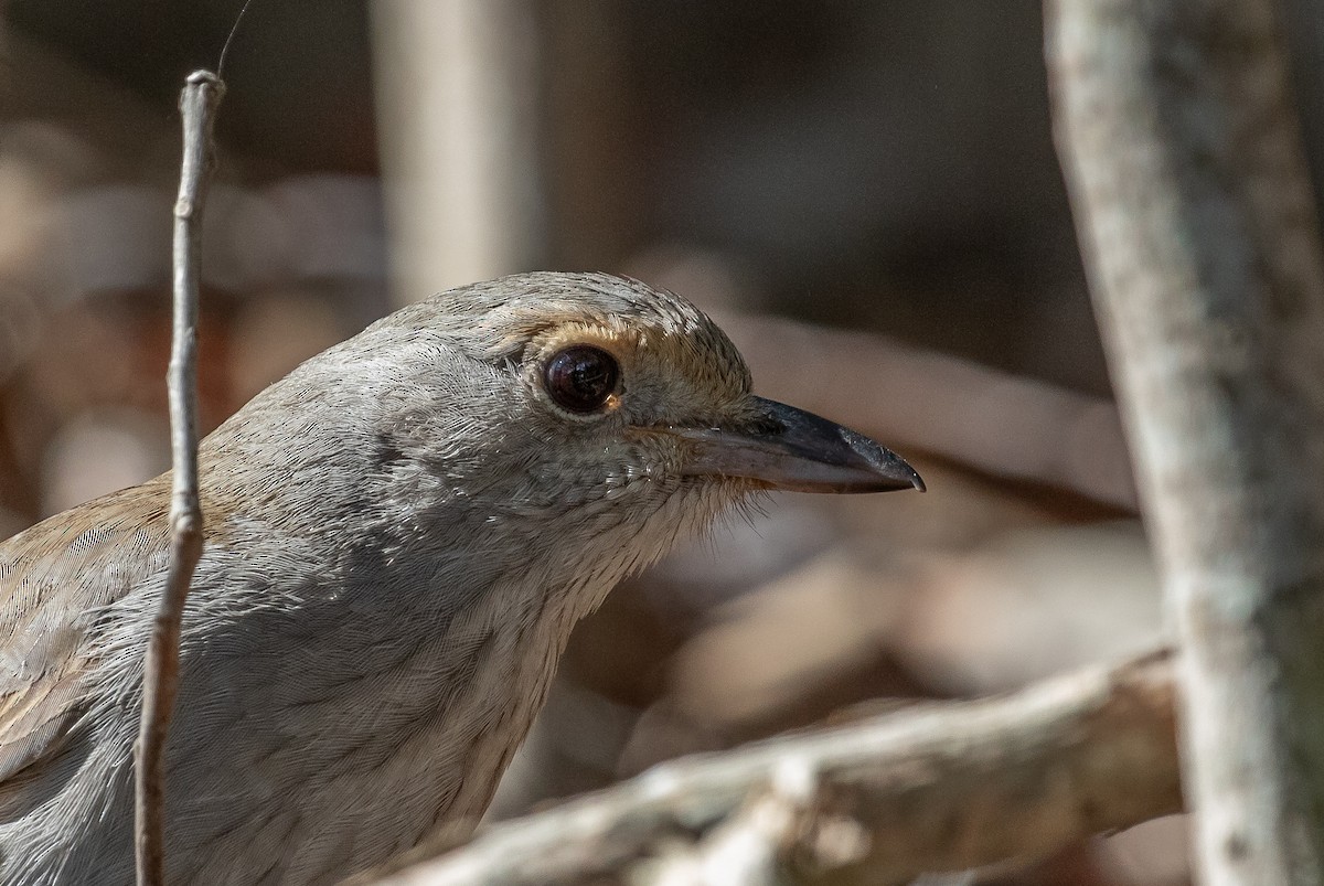 Gray Shrikethrush - ML601516711