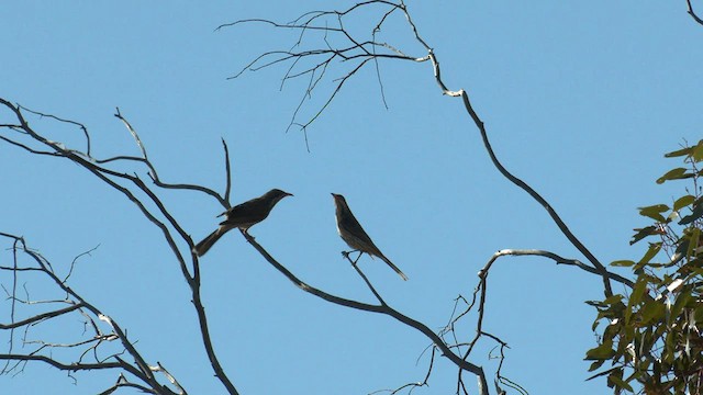 Spiny-cheeked Honeyeater - ML601517401