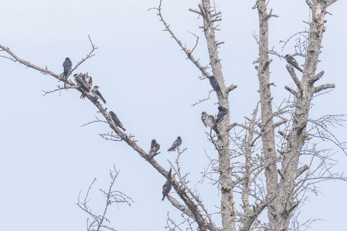 Purple Martin - County Lister Brendan