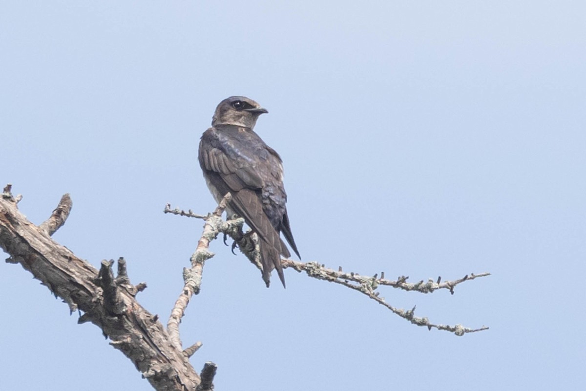 Purple Martin - County Lister Brendan