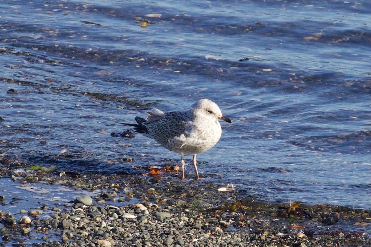 Short-billed Gull - ML601517891