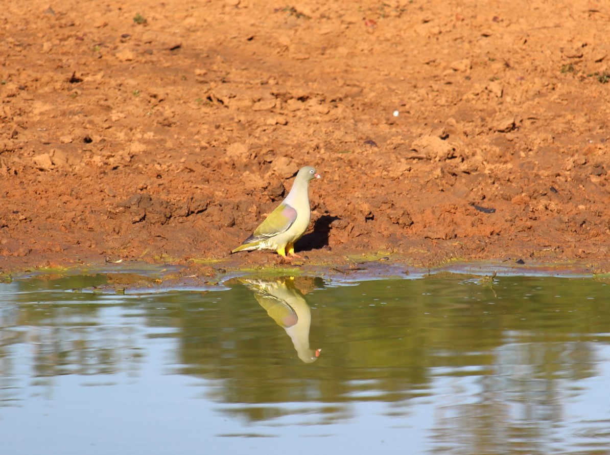 African Green-Pigeon - ML601518921