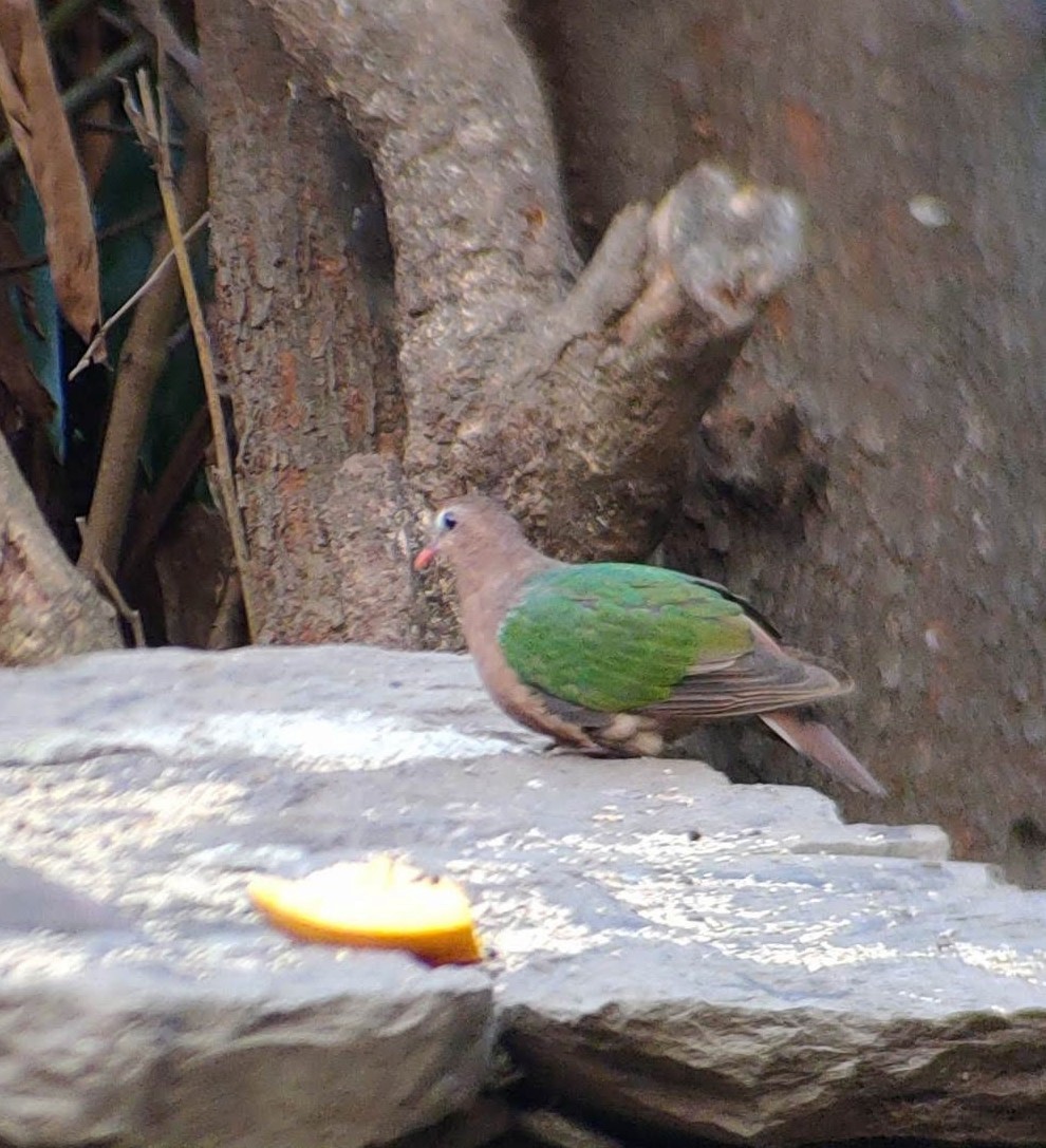 Asian Emerald Dove - ML601520111