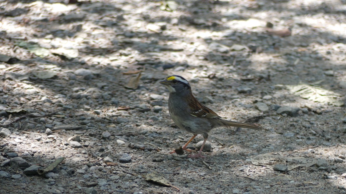 White-throated Sparrow - ML601520841
