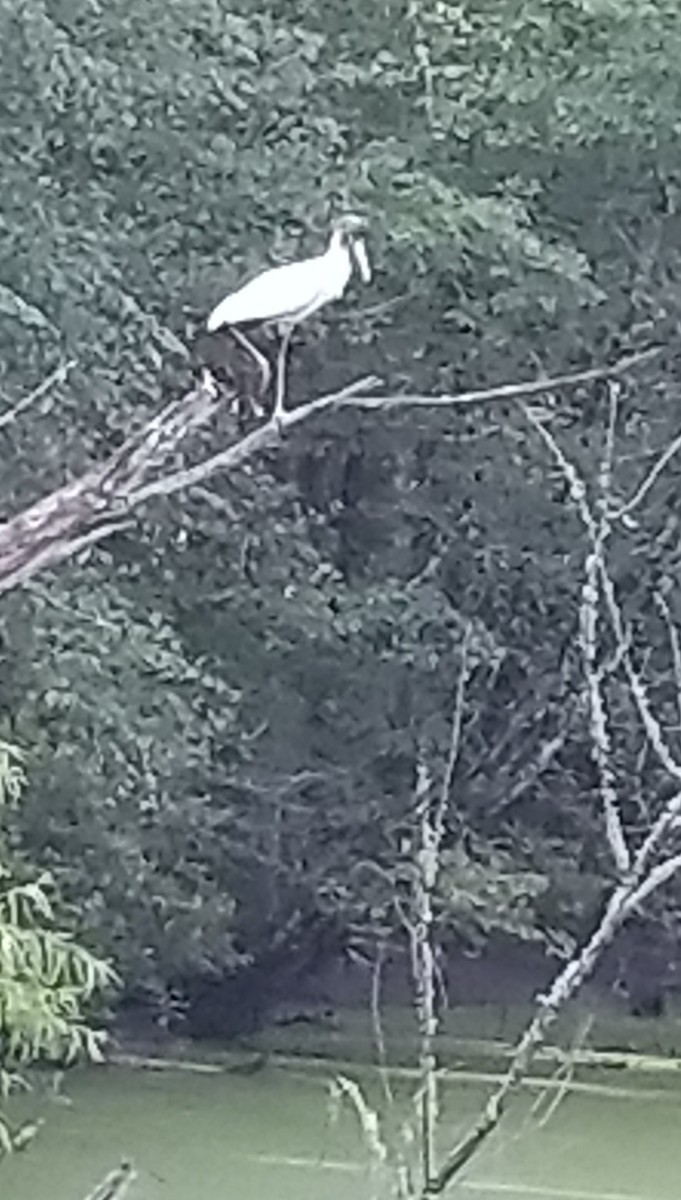 Wood Stork - ML601523471